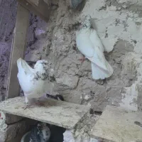 یک جفت کفتر کله دار