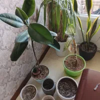 گل یوگا و فیکوس و سانسوریا با گلدان سرامیک