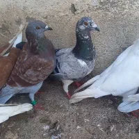 کبوتر معاوضه و فروش|پرنده|اردبیل, |دیوار