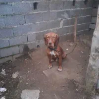 سگشکاریپوینتر۱۵ماههنر|سگ|رودسر, |دیوار