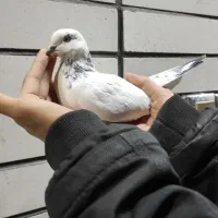 کفتر زاغ دم سفید