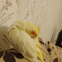 عروس هلندی ماده|پرنده|رشت, کوی مهر|دیوار