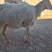 کابر چینی  قندوزی|حیوانات مزرعه|درمیان, |دیوار