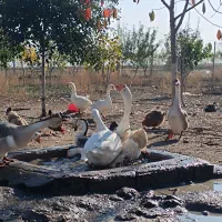 فروش تخم قوغاز چینی سنکین وزن|حیوانات مزرعه|اردبیل, |دیوار