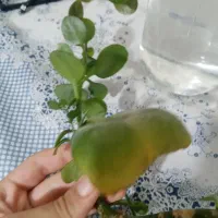 قلمه ی گل از 15 تومن|گل و گیاه طبیعی|سبزوار, ولیعصر (نجار آباد)|دیوار