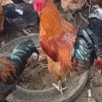 خروس محلی اصیل|حیوانات مزرعه|نوبران, |دیوار