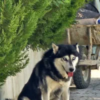 سگ هاسکی|سگ|مرودشت, رودبال|دیوار