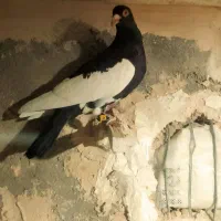 چهارتا حیوون