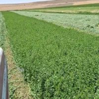 یونجه خرمن کوب شده درجه ۱