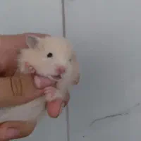 توله همستر ۱‌ماهه