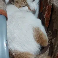 گمشده در پارک بعثت شیراز گربه دم کوتاه|حیوانات|شیراز, کوی زهرا|دیوار