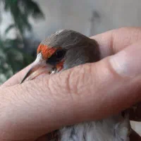 سهره|پرنده|فردیس, شهرک ارم|دیوار