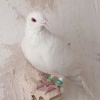 نر سفید سوراخ ۴۰۰
