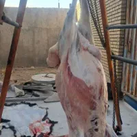 گوشت گوسفندی تازه هرهفته