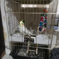 عروس هلندی رام سخنگو|پرنده|تهران, منیریه|دیوار