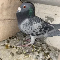 کبوتر پلاکی|پرنده|نورآباد ممسنی, |دیوار