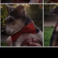 رایگان سرپرستی هاپو