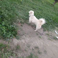 سگ پاکوتاه ۱۱ماهه|سگ|محمدبار, |دیوار