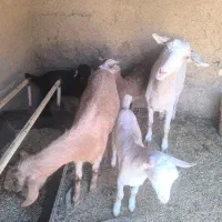 فروش بز وبزغاله