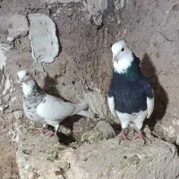 چند تاکبوتر|پرنده|نیشابور, فضل|دیوار