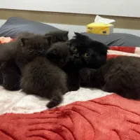 گربه اسکاتیش