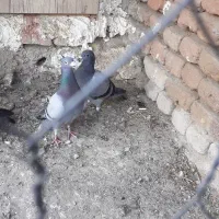 سه عدد دوبر سه تاش پونصد