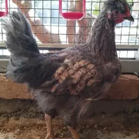 خروس طوسی (بلو) نژاد آیسبار زینتی، برهما