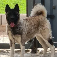 سگ اکیتا نگهبان|سگ|پاکدشت, پارچین|دیوار