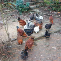 مرغ خروس نیمچه|حیوانات مزرعه|کلاچای, |دیوار