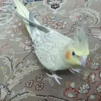 عروس هلندی ماده معاوضه با مرغ