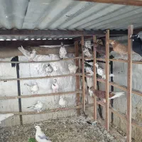 کبوتر پرشی یکجا
