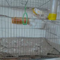قناری نر و ماده تخم گذار