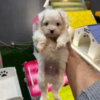 مالتیپو عروسکی