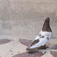 سینه سرخ|پرنده|شیراز, شریف‌آباد|دیوار