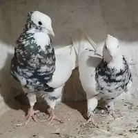 نروماده طوق 7رنگ