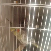 عروس هلندی|پرنده|تهران, منیریه|دیوار