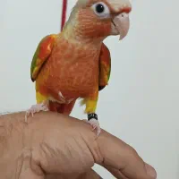 گرینچیک عروس هلندی ملنگو کتوله|پرنده|بیرجند, |دیوار