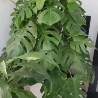 پرستار شبانه روزی