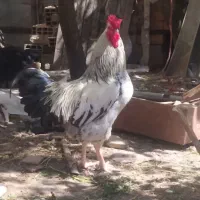 فروش مرغ خروس اصیل. مرغ۸۰۰.خروس قیمت بالاتر