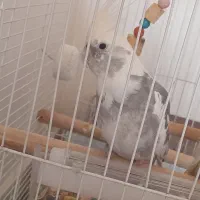 عروس هلندی