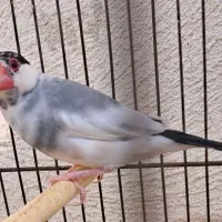 فنج نرگسی|پرنده|کرج, حصار|دیوار