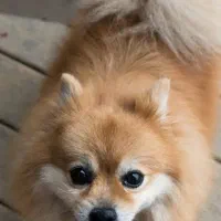 سگ گمشده|سگ|بندر کنگان, |دیوار