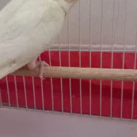 عروس هلندی زیبا دستی|پرنده|دهلران, |دیوار