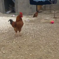 مرغ و خروس جوان