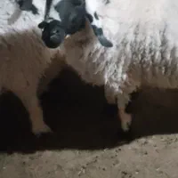 گوسفند