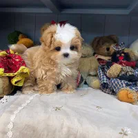 سگ جیبی پودل|سگ|تهران, پونک|دیوار