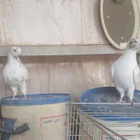 جفت کاشونی پرشی و بازین به شرط