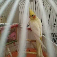 عروس هلندی