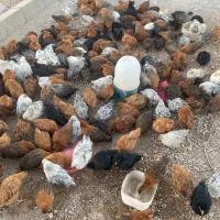 جوجه مرغ محلی کرمانشاهی زیر مرغی