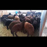 بره نر،بره ماده،میش